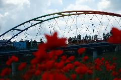 Tytu:Most peen kwiatw
Opis:Rzeszw, most Narutowicza
Autor:Marek abudzki 