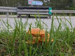 Tytu:Tam, gdzie rosn grzyby
Opis:Autostrada A4, Wze Dbica Wschd
Autor:Bednarz Jacek