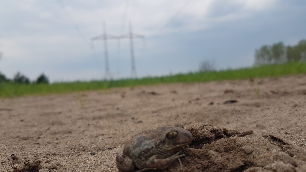 Kategoria Podkarpacie